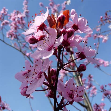 Prunus cerasifera Nigra | Purple Leaved Plum Trees | Black Cherry