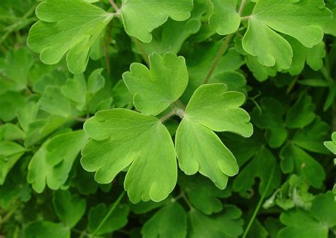 Pin on Native plant garden