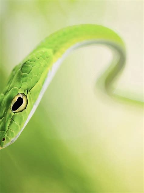 Green Snake HD wallpaper