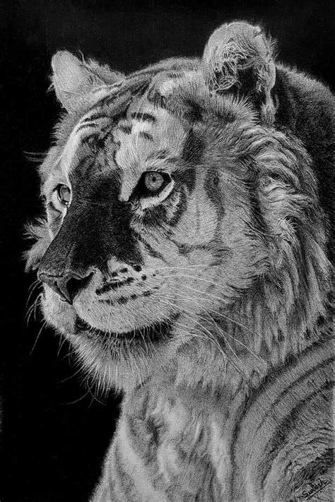 Realistic Tiger Pencil Drawing | ubicaciondepersonas.cdmx.gob.mx