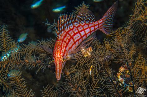 Longnose Hawkfish-Facts and Photographs • Seaunseen