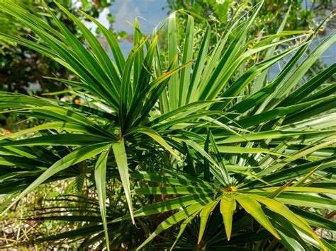 Florida Thatch Palm Care: Growing Florida Thatch Palms