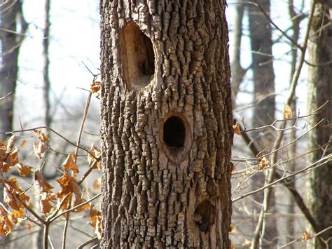 Woodpeckers Utilize Wood-Hungry Fungi to Help With Hole-Peck