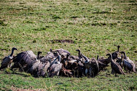 Feeding Group of Vultures · Free Stock Photo