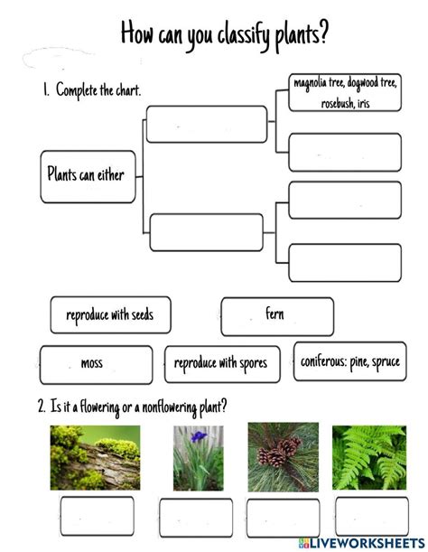 ImanRocks | Flowering or Nonflowering Plant