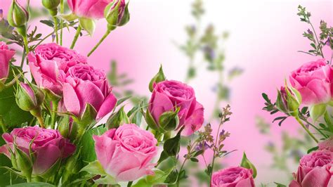 Rose Flower Garden Wallpaper