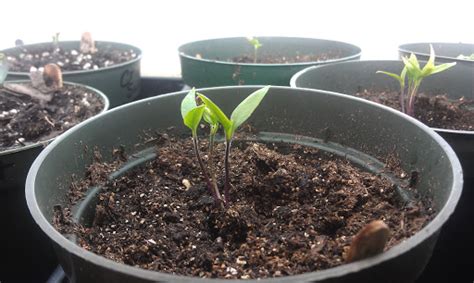 Jeff and Jude's gardening adventures: Pepper seedlings