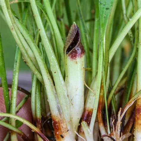 Cryptocoryne parva — Florida Aquatic Nurseries