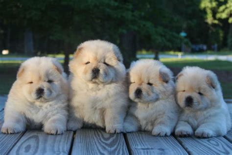 11 Reasons Why the Chow Chow Is an Unusual Dog Breed – American Kennel Club