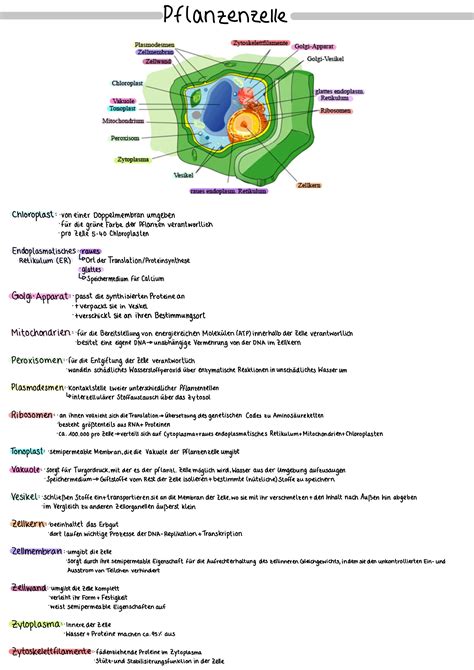 Pflanzenzellen Lernblatt :) - Biologie Oberstufe | Biologie, Biologie ...