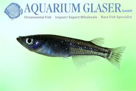 Oryzias latipes "Medaka Black" - Aquarium Glaser GmbH