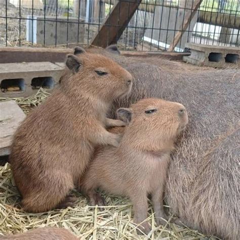 gort capybara : r/capybara