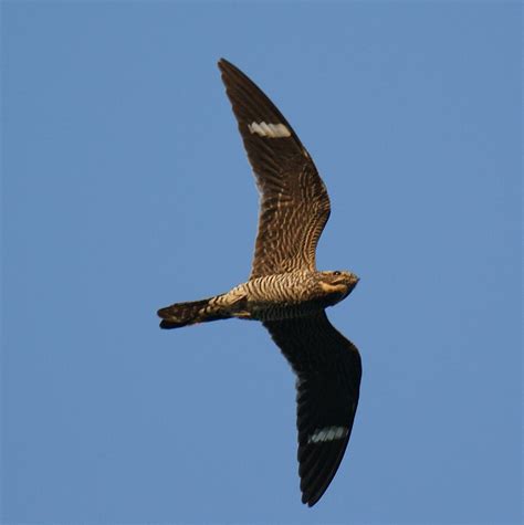 Common Nighthawk: Photo by Donna- New Jersey Bird Photos