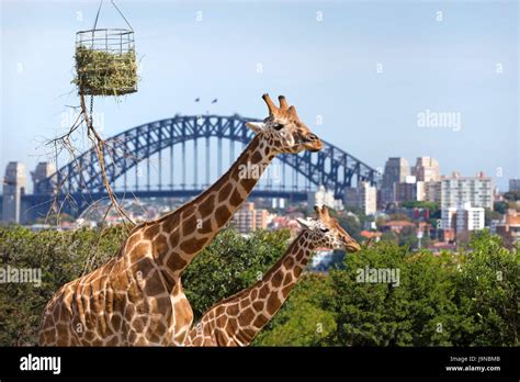 Giraffes sydney skyline hi-res stock photography and images - Alamy