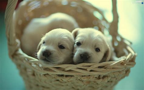 basket, puppies - Dogs wallpapers: 1920x1200