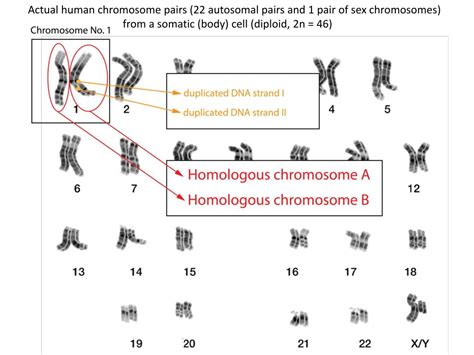 PPT - Homologous Pairs of Chromosomes in Human Somatic Cells PowerPoint Presentation - ID:2151504