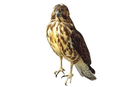 Hawk PNG Image - PurePNG | Free transparent CC0 PNG Image Library