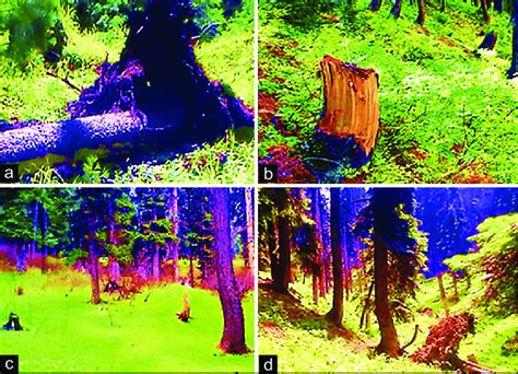 Anthropogenic factors such as grazing and habitat fragmentation... | Download Scientific Diagram