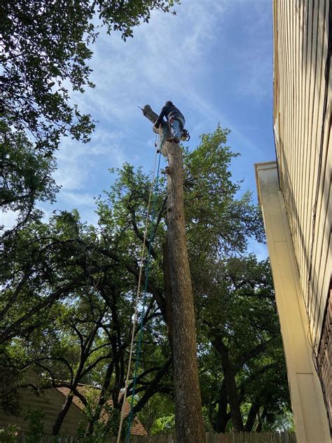 Leander Tree Care | #1 Tree Service in Leander & Round Rock TX