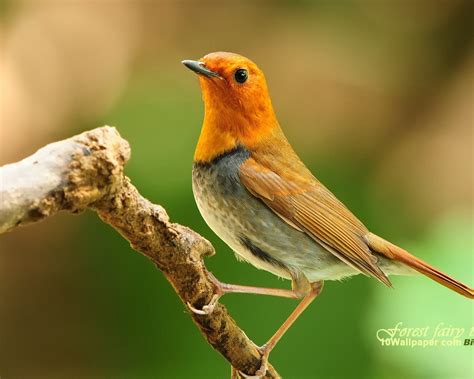 Japanese Robin Bird song-Aura charming bird wallpaper 02-1280x1024 ...