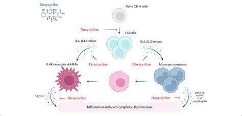 | Mechanism of action of doxycycline (created with BioRender). Adopted ...