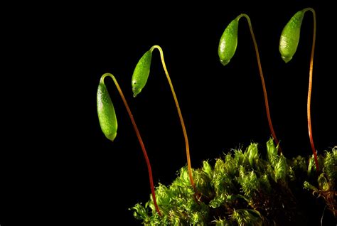 Moss Sporophytes | We find these almost everywhere, just tha… | Flickr
