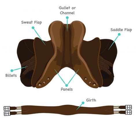 37+ Printable Parts Of A Western Saddle - PeytonLaiana