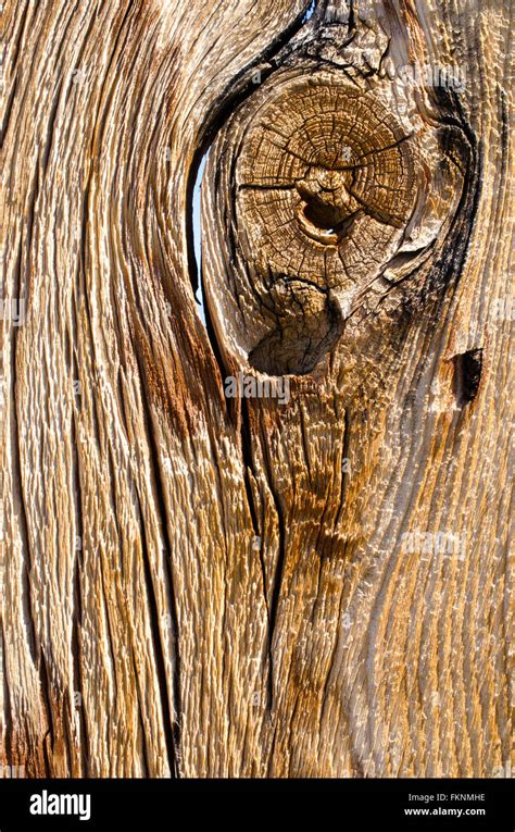 Wood knot with hole hi-res stock photography and images - Alamy