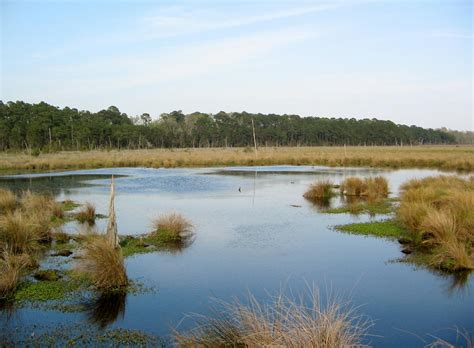 Louisiana Wetlands by tobilou on DeviantArt