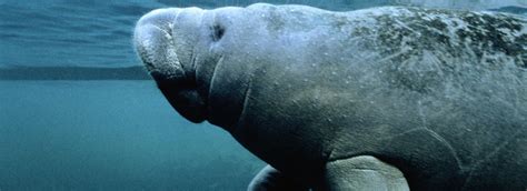 Manatee Conservation - Dolphin Research Center