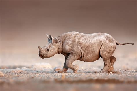 Black Rhinoceros Baby Running Photograph by Johan Swanepoel