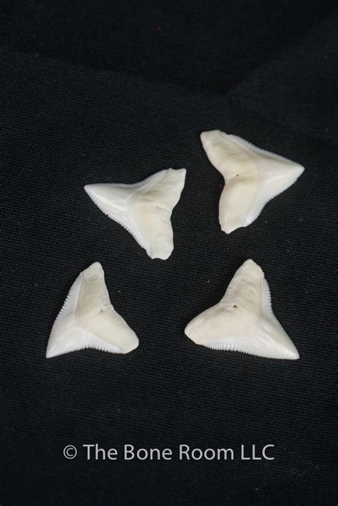 Bull Shark Teeth Pack of 4