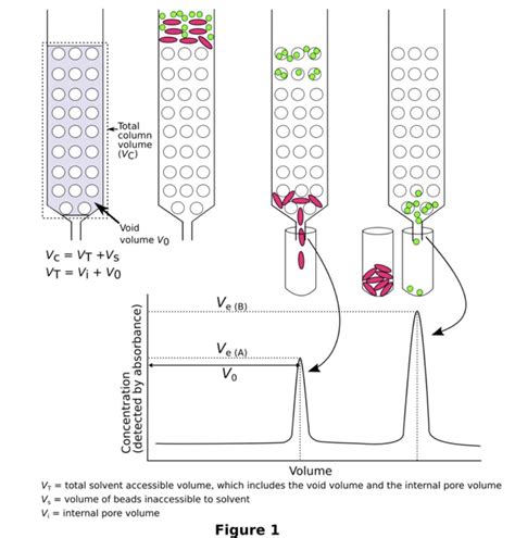 Using a Gel Filtration Chromatogram to Estimate Molecular Weight - Bitesize Bio