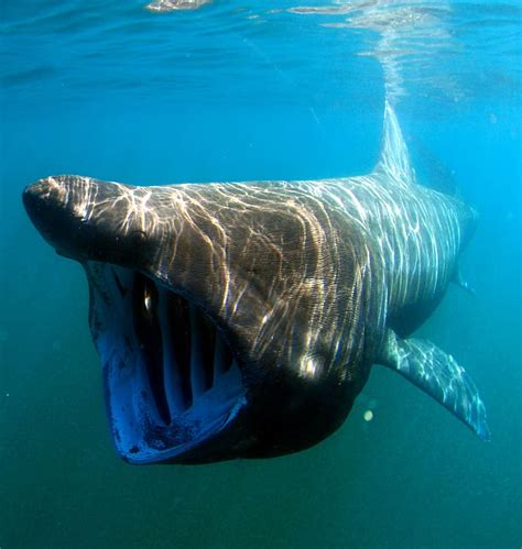 HD wallpaper: Basking Shark - Cetorhinus maximus, fish, photo, public domain | Wallpaper Flare