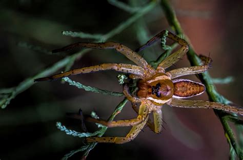 The Planet’s Deadliest Spiders: 15 You Need to Avoid - Passing Thru ...