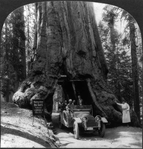 Public Domain Photos and Images: The Wawona Tunnel Tree, a Giant Sequoia