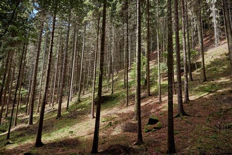 Green trees on hill in beautiful mixed forest in Bastei, Germany ...