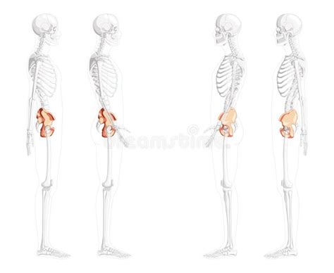 Skeleton Pelvis Hip Bone Human Side Lateral View with Partly Transparent Bones Position. Set of ...