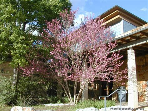 Buckeye Mexican | Lawns Of Texas