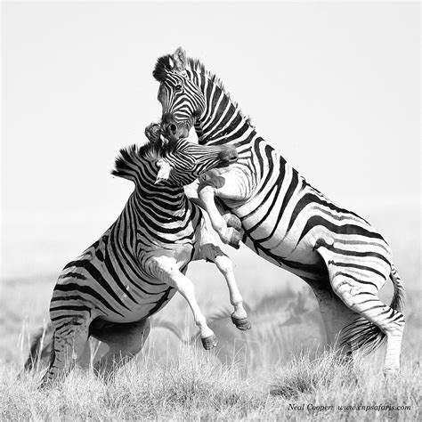 500px Blog » » Zebra Fights Zebra In Wild Waterhole Battle