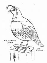 California Quail Coloring Page sketch template