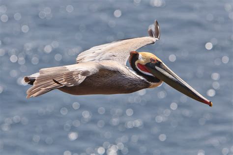 California Brown Pelican - Channel Islands National Park (U.S. National ...