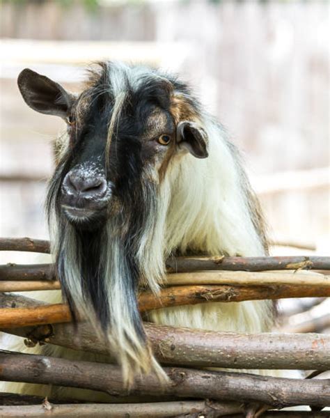 Billy Goat Beard Stock Photos, Pictures & Royalty-Free Images - iStock