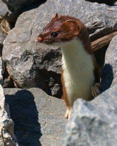 Least Weasel - Sierra Club BC