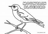 Mountain Bluebird Coloring Page sketch template