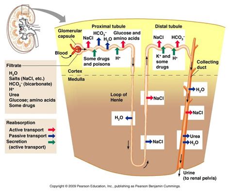 Renal Protein Reabsorption | Proximal Convoluted Tubule | Renal physiology, Physiology, Human ...