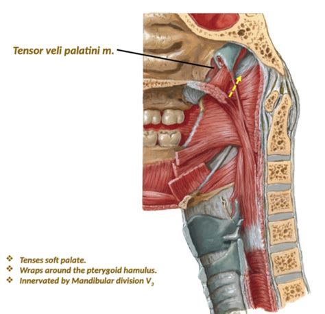 Velopharyngeal Anatomy Flashcards | Quizlet