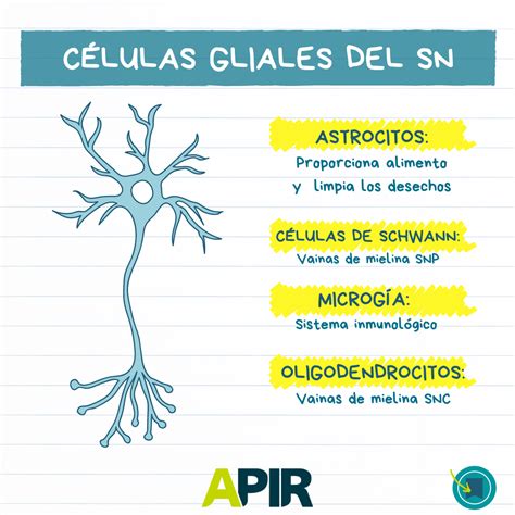 Feudal Censo nacional Disciplina que son las celulas gliales y para que sirven Embutido Inhibir ...