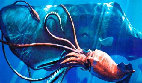 Top 10 Colossal Squid Characteristics that Have Helped It Survive - Mysterious Monsters