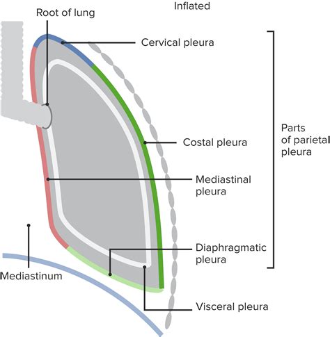 Lung – Anatomy of the Respiratory Organ | Online Medical Library